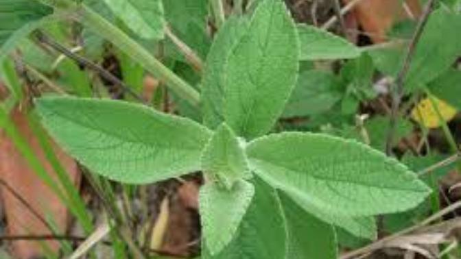 Have you ever smoked Salvia before?