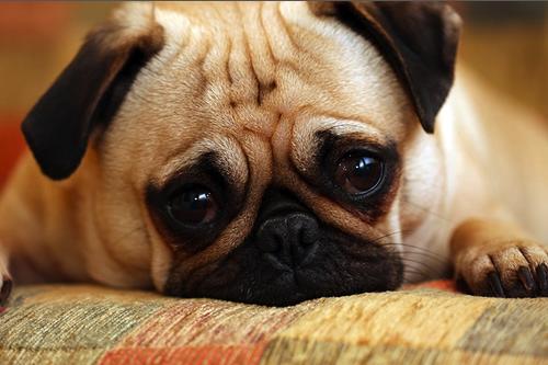 If you were forced to choose between punching a puppy or punching a baby, which would you choose?