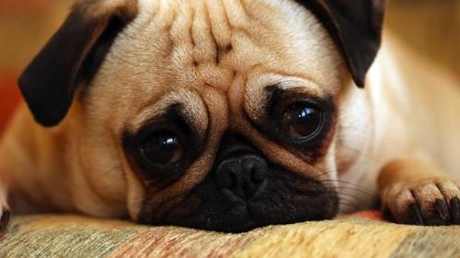 If you were forced to choose between punching a puppy or punching a baby, which would you choose?