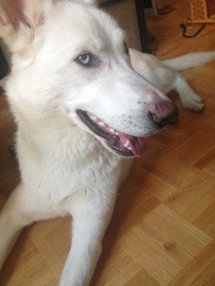 I let my dog lick my face and mouth and I kiss her on the lips all the time, do you find it weird?