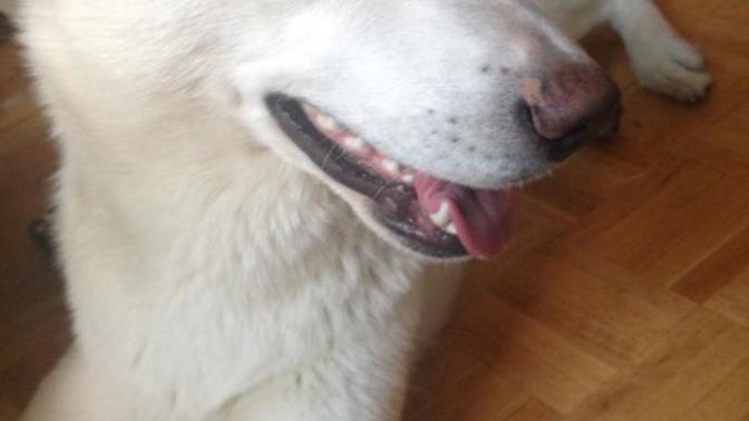 I let my dog lick my face and mouth and I kiss her on the lips all the time, do you find it weird?