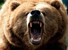 Should female Lifeguards and Parkrangers on their PERIOD be given the day off because of the risk of Shark and Bear attacks?