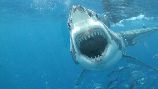 Should female Lifeguards and Parkrangers on their PERIOD be given the day off because of the risk of Shark and Bear attacks?