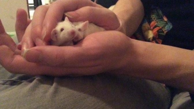 Feeling sad because of my dead mouse?
