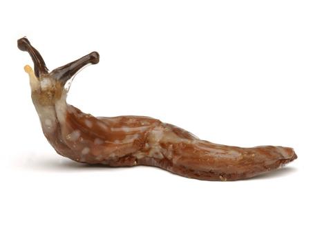 Who would win a fight, a snail or a slug?