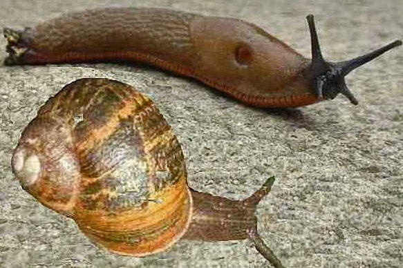 Who would win a fight, a snail or a slug?