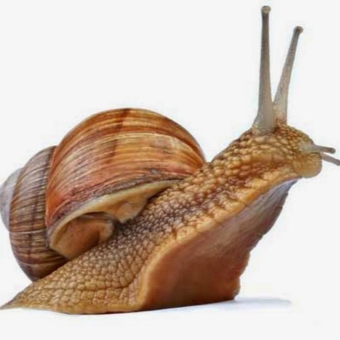 Who would win a fight, a snail or a slug?