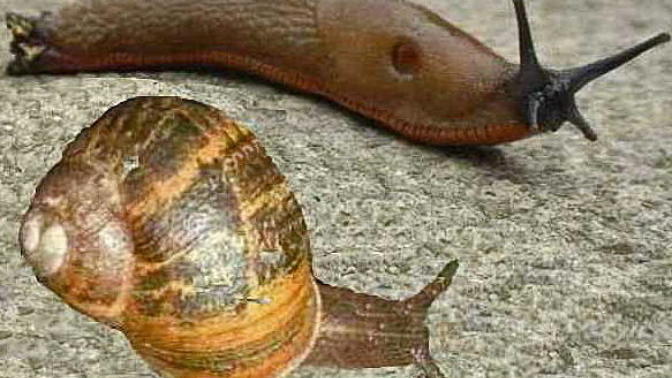 Who would win a fight, a snail or a slug?