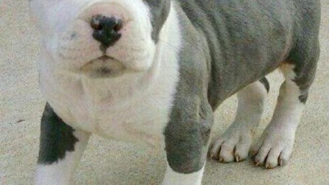 What would be a good name for this pitbull puppy?