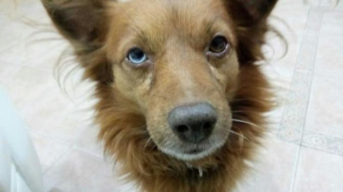 Help Me Identify The Dog Breed?