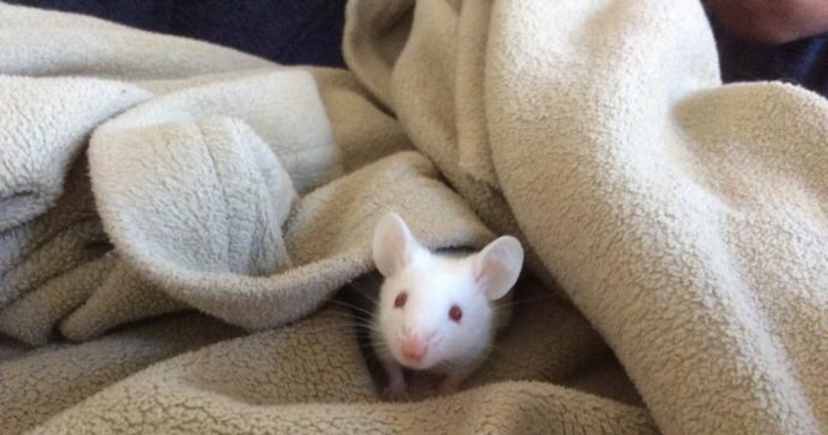 Does my mouse look pregnant? And do you think baby mice are cute