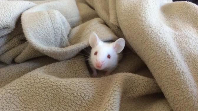 Does my mouse look pregnant? And do you think baby mice are cute?