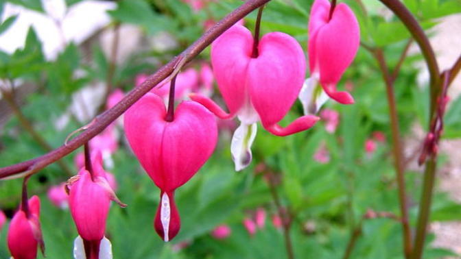 What is your favorite flower (s)?