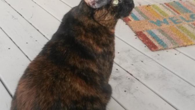 Pet recuse / adoption stories?