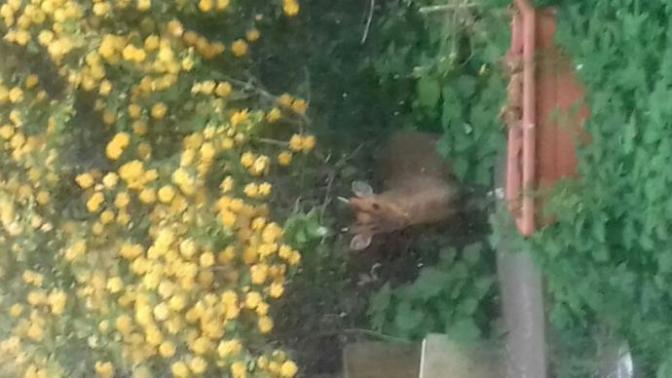 What's your favourite garden visitor?