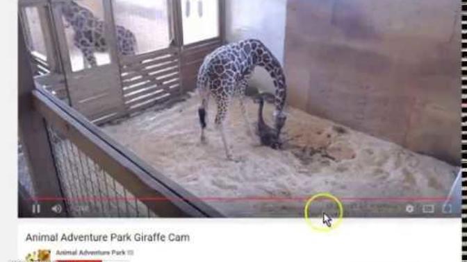 How would you feel about watching a giraffe give birth to a baby?