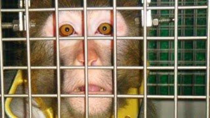 Controversial Q: Should we still do animal experiments in medical research?