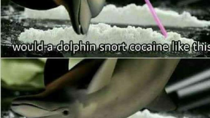 How would a dolphin snort coke?