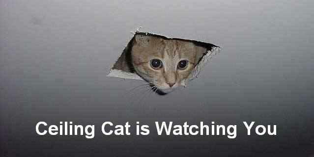 Whose side are you on?  Ceiling Cat or Basement Cat??