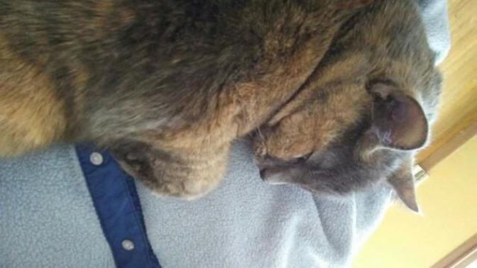 Can someone tell me why my cat sleeps with me and not on her bed?