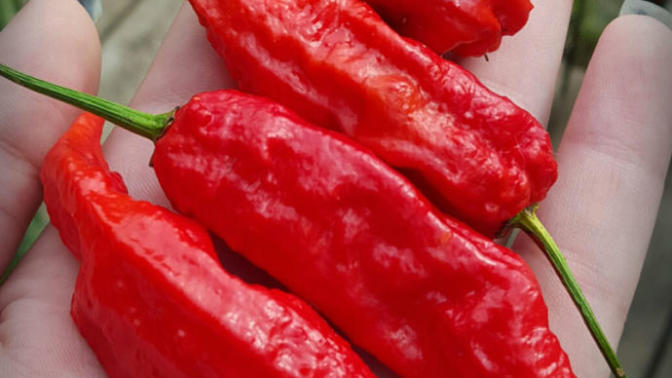 Have you ever had a Ghost Pepper before? if not, would you try it?