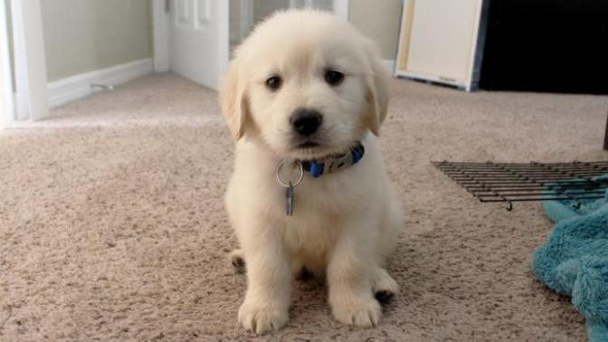 What kind of puppy should we get to my sister?