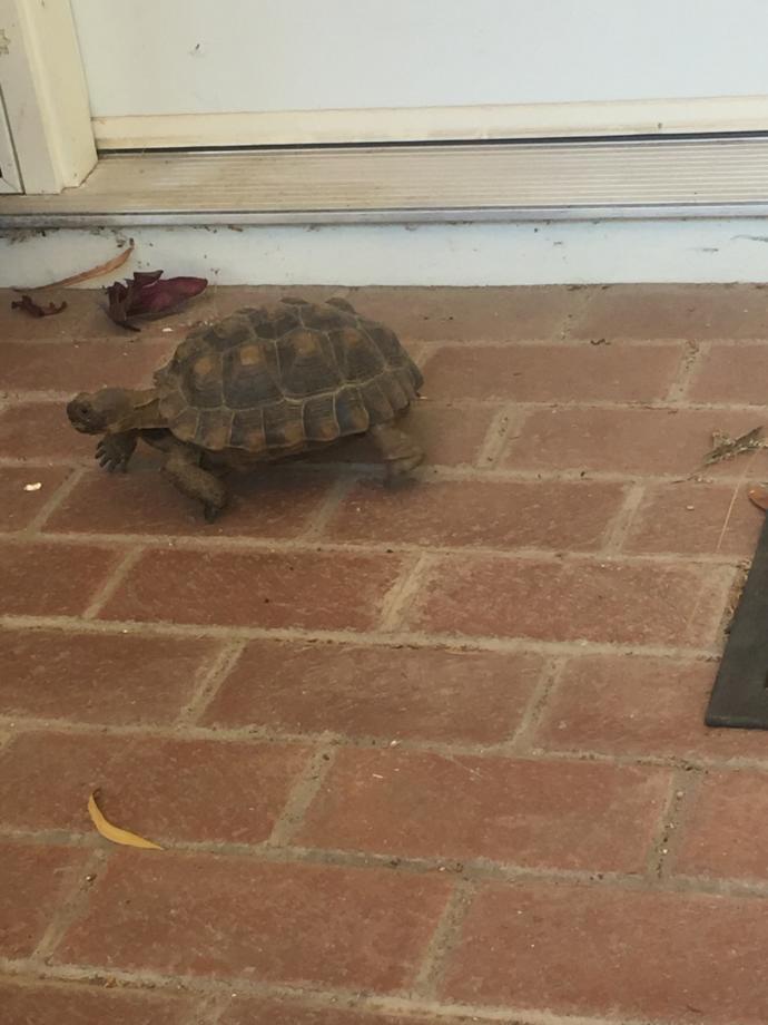 Can anybody help figure out what kind of turtle/tortoise this is?