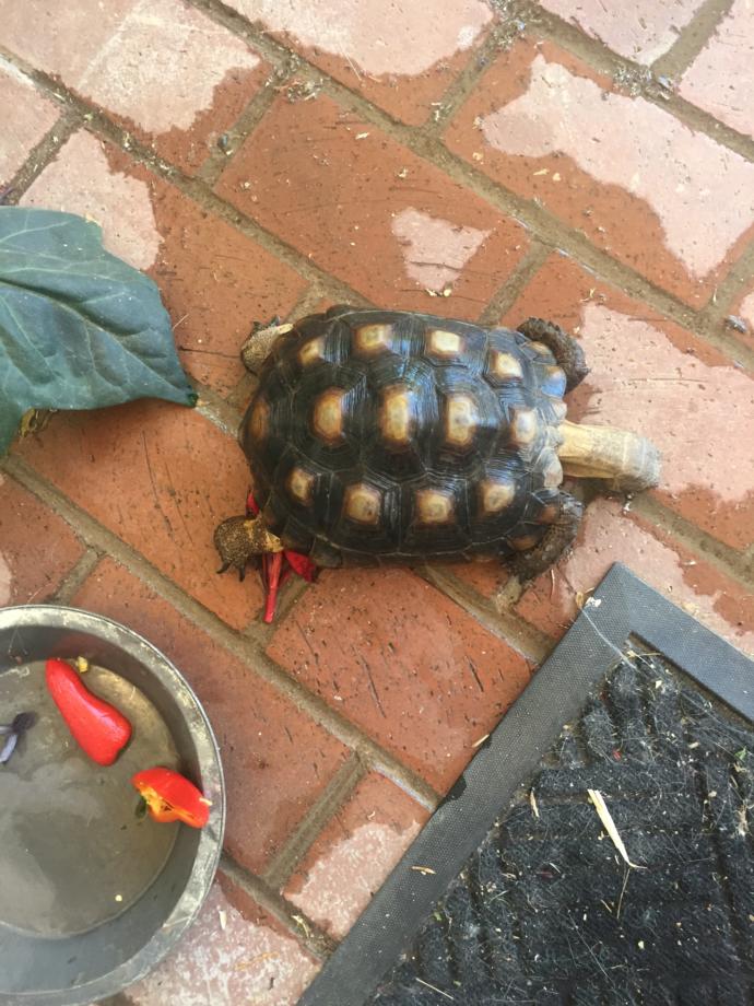 Can anybody help figure out what kind of turtle/tortoise this is?