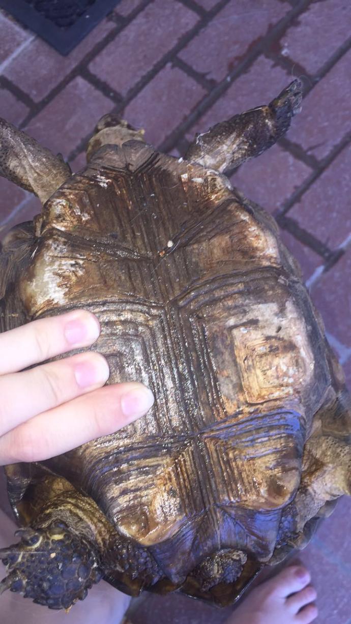 Can anybody help figure out what kind of turtle/tortoise this is?
