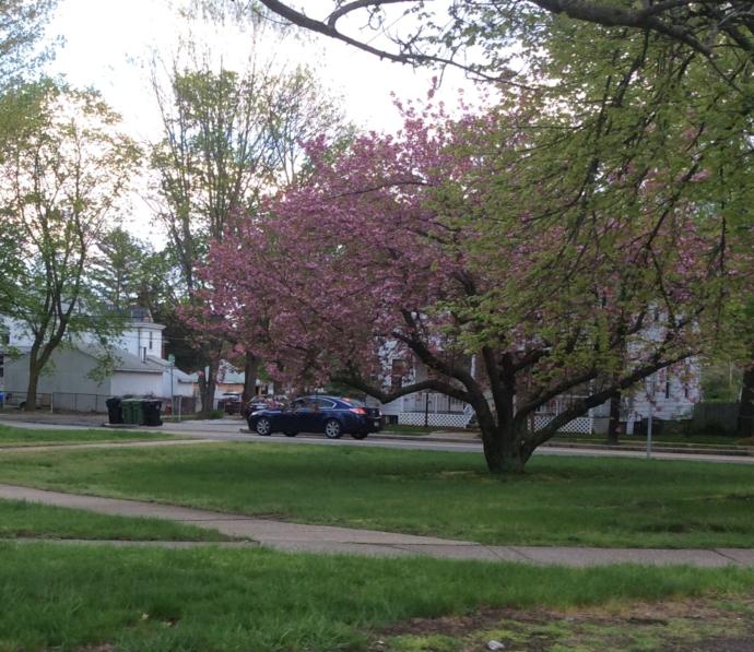 What type of tree is this?