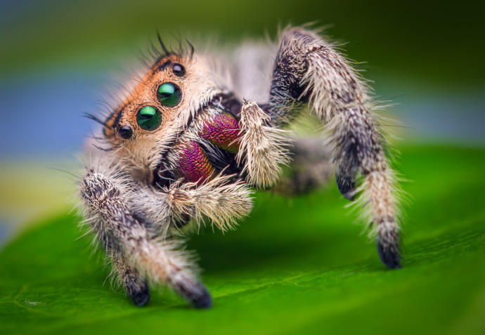 Do you think tarantulas are cute?