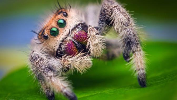 Do you think tarantulas are cute?