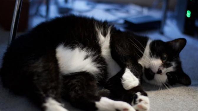 How do you cope with the loss of a pet?