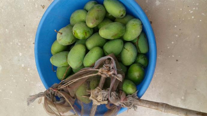 Share your opinions about Mangoes or any other fruit you love <3?
