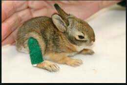 would you enjoy visiting a wildlife rehabilitation center??
