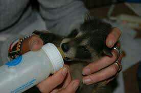 would you enjoy visiting a wildlife rehabilitation center??