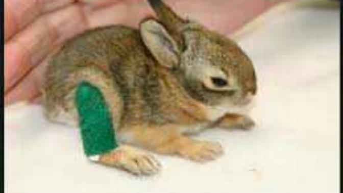Would you enjoy visiting a wildlife rehabilitation center?