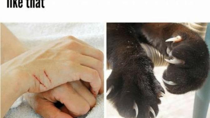 People with cats, what do you do about their claws?