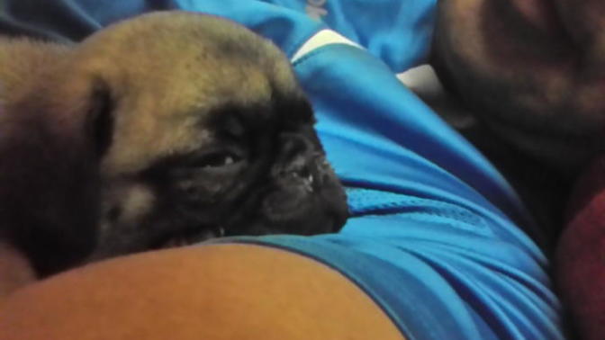 Name my puppy? gag suggest a good name?