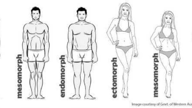 What body type do you find the most attractive and why?