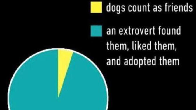 Introvert/shy girls do you like extrovert guys? Also how true is this pie-chart?