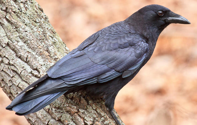 In a battle between a cat and a crow, who would win?