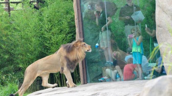Should zoo's be banned on a global scale?