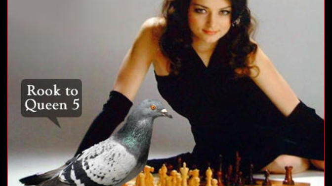 Would you like to own a pet pigeon and teach it to play chess?