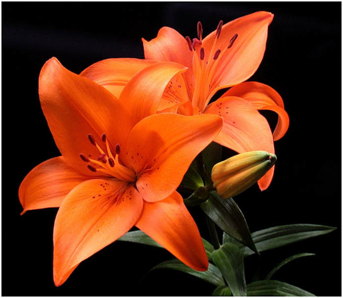 What's your favorite flower?