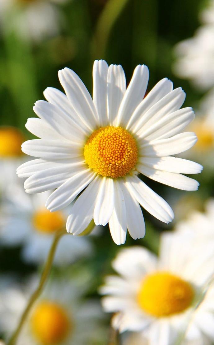 What's your favorite flower?
