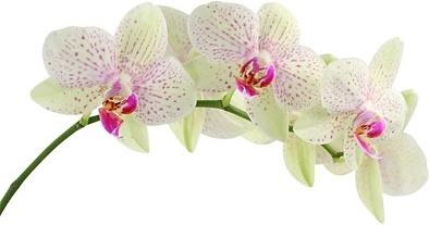 What's your favorite flower?