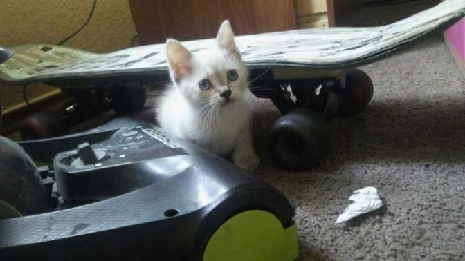 Naming a kitten any name ideas?