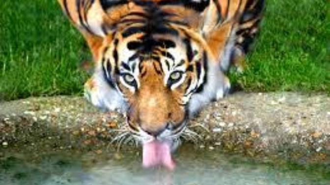 Tiger Woods: Thirsty Feline-----?
