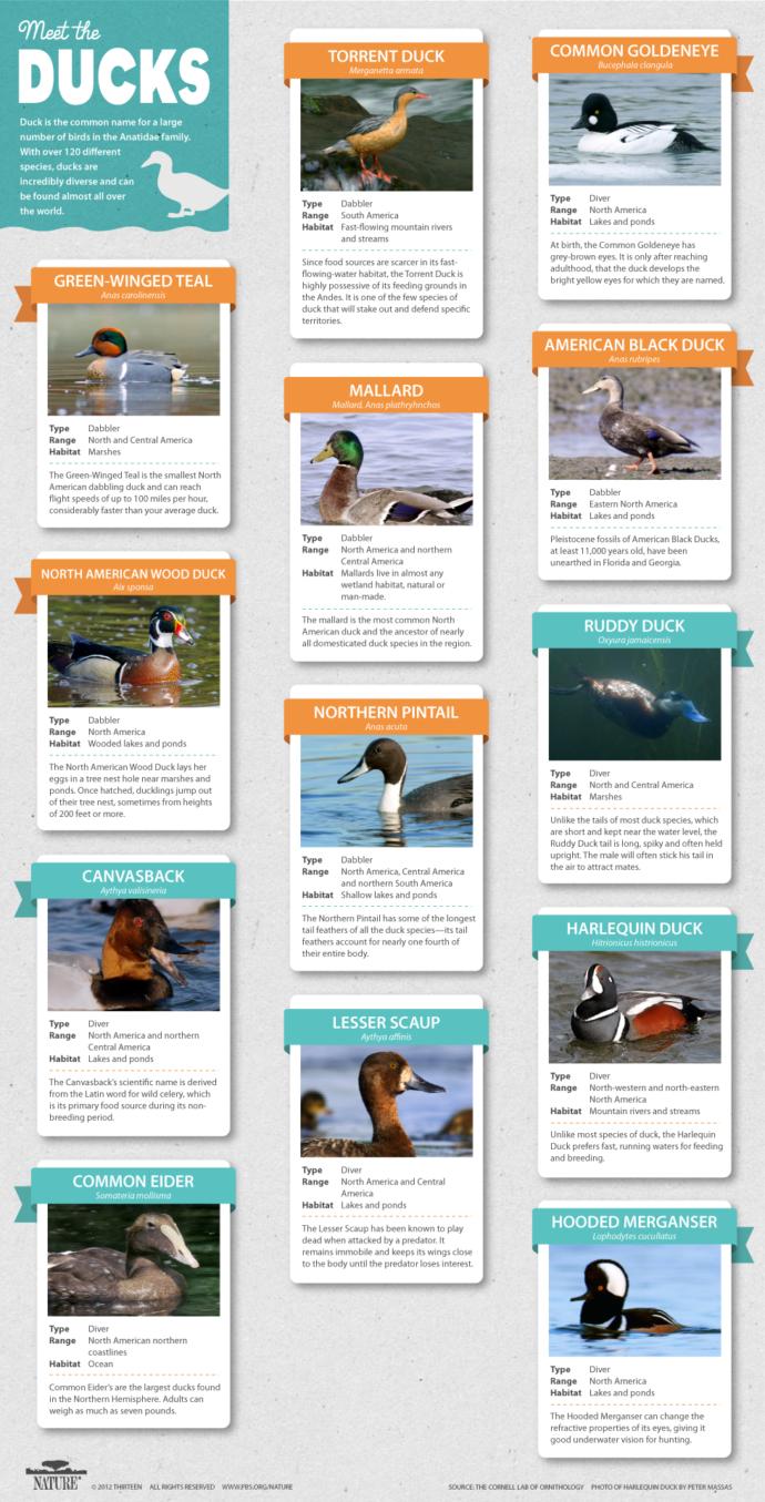 What's your favourite type of Duck?